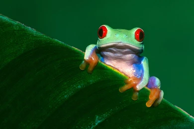 Red Eyed Green Tree Frog Images