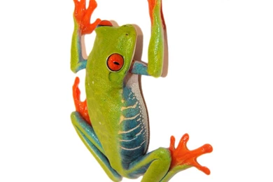 Best Coloring Pics Red Eyed Tree Frog Coloring Pages Wallpapers ...