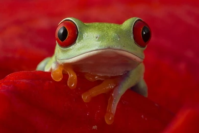 The Red eyed Tree Frog (Agalychnis Callidryas) – Info