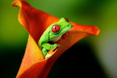 Animals, Frog, Flowers, Amphibian, Red Eyed Tree Frogs Wallpapers ...