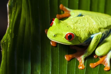 Animals, Nature, Frog, Macro, Red Eyed Tree Frogs, Amphibian ...
