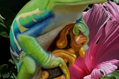 Red Eyed Tree Frog By Doormouse1960 On DeviantArt