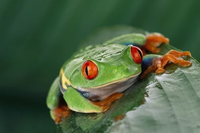 Animals, Wildlife, Nature, Frog, Amphibian, Red Eyed Tree Frogs ...