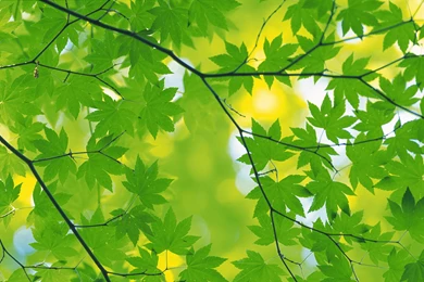 Nature Green Leaves Wallpapers   2560x1600   2201760