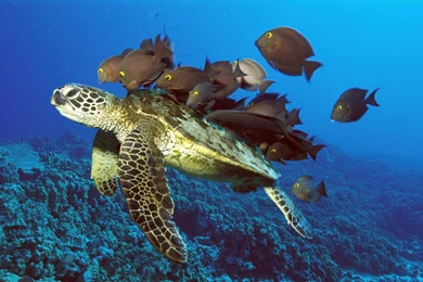 Animal HD Wallpapers 1080P, Widescreen Wallpapers, Animal ...