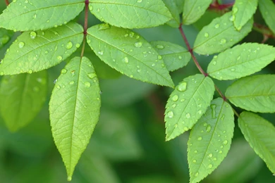 Green Leaves Wallpapers