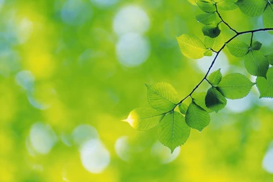 Download Green Leaves Wallpapers 1433 2560x1600 Px High Resolution ...
