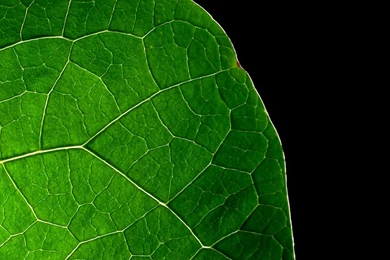 Green Leaves Wallpapers