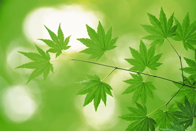 2560x1600 Fresh Green Leaves Wallpapers 2560x1600 NO.20 Desktop ...