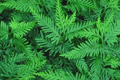 Spring Leaves Wallpapers   Crazy Frankenstein