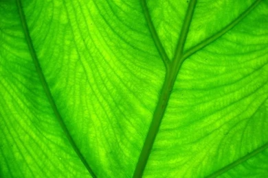 Wallpapers Green Backgrounds   Light Through Leaf