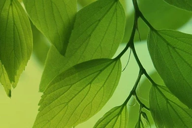 HD Green Leaves Tree Android Wallpapers Free Download