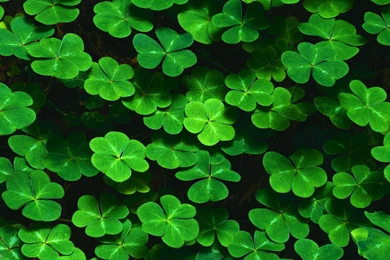 Green Leaves Backgrounds