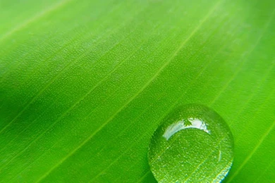 Water Droplets And Green Leaves Ipad Wallpapers 1024x1024 Mobile ...
