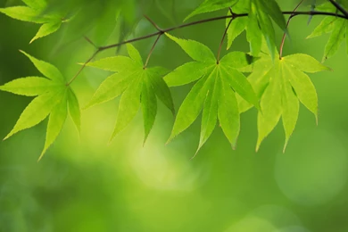 2560x1600 Fresh Green Leaves Wallpapers 2560x1600 NO.24 Desktop ...