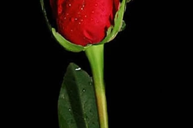 Closeups iPhone Wallpapers And Backgrounds   Part 9