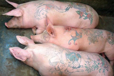 Tattoo On Pigs Hd Wallpapers