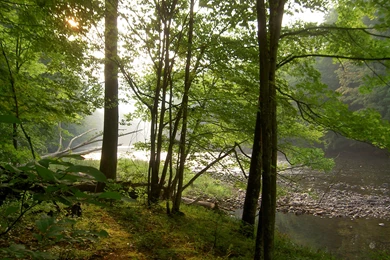 Shavers Fork River Near Elkins