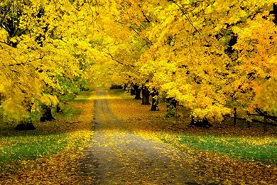 Windows Xp Autumn Wallpapers – 1600×1200 High Definition Wallpapers ...