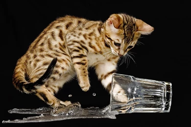 Funny Cute Backgrounds, Wallpaper, Funny Cute Backgrounds Hd ...