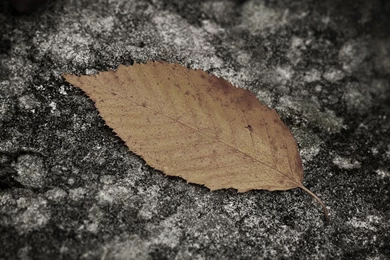 Wallpapers Retina Display