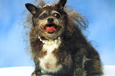 Ugly Wallpapers   Wallpapers Cave