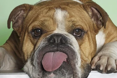 Ugly Wallpapers   Wallpapers Cave