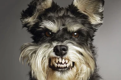 Ugly Dog Images   Wallpapers HD Fine