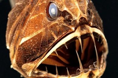 Fish Wallpapers Ugly Deep Fish Photos Of Fish Wallpapers For ...