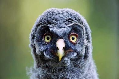 Images Of Ugly Babies   All Wallpapers New