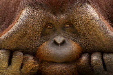 free funny ugly wallpapers