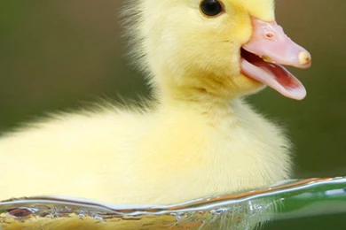 Cute Duck iPhone Wallpapers / IPod Wallpapers HD   Free Download