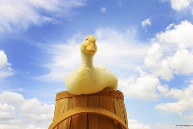 Cute Animals Duck Wallpapers