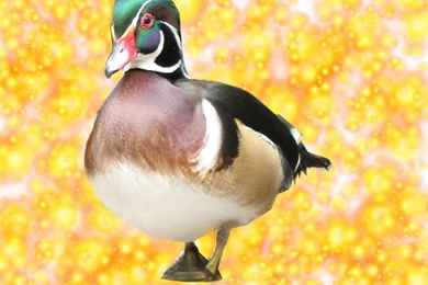 Bird Cute Duck And Sparkles – Animals Ducks HD Desktop Wallpapers