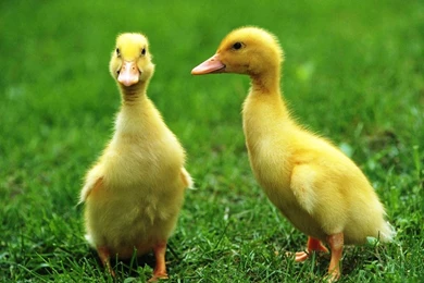 Ducks HD Wallpapers.jpg