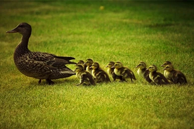 Editorial: Hey, Where Did All The Ducks Go?