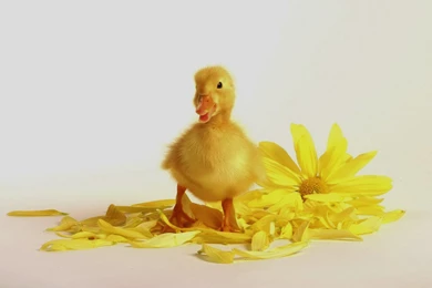 Baby Duck Wallpapers Related Keywords & Suggestions   Baby Duck ...