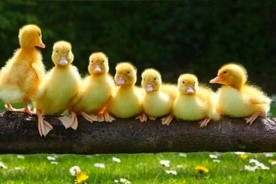 Duck   Animals Pictures