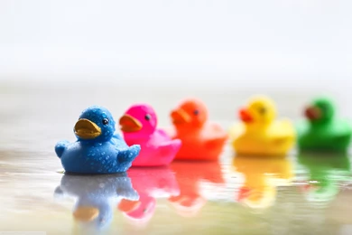 Colorful Cute Ducks 4K Wallpapers Free Download High Quality