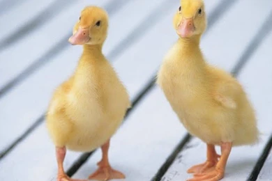 Baby Cute Duck Wallpapers 37