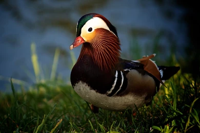 Baby Animals Cute   Mandarin Duck Walking On Grass, Shake Your ...