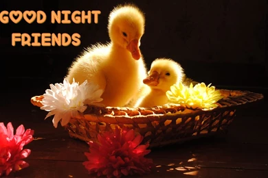 Good Night Cute Duck Wallpapers