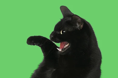 How To Choose Green Screen Backgrounds   DaCast