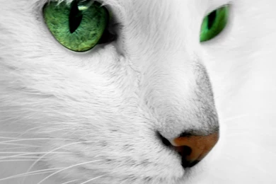 Cat With Green Eyes Hd Wallpapers