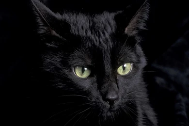 Black Cat With Green Eyes