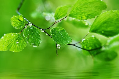 Small Fresh Green Eye HD Easy On The Eye Wallpapers Free HD ...