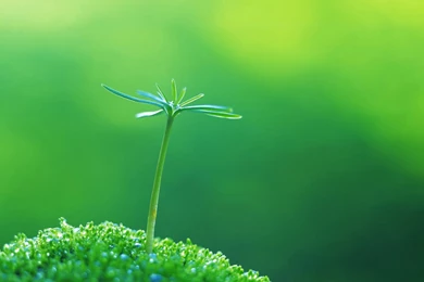 Green Eye Protection 1 Desktop Wallpapers Free Downloads