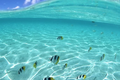 3 Underwater Life 1600x1280 Free Android Wallpapers 343 ...