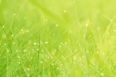 Free 1600X1280 Green Grass 1600x1280 Wallpapers Screensaver Preview ...