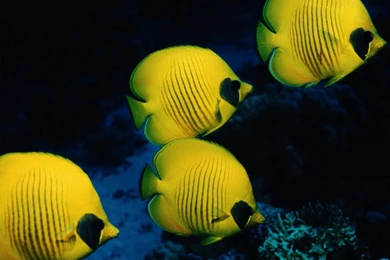 Free 1600X1280 School Of Yellow Fish 1600x1280 Wallpapers ...
